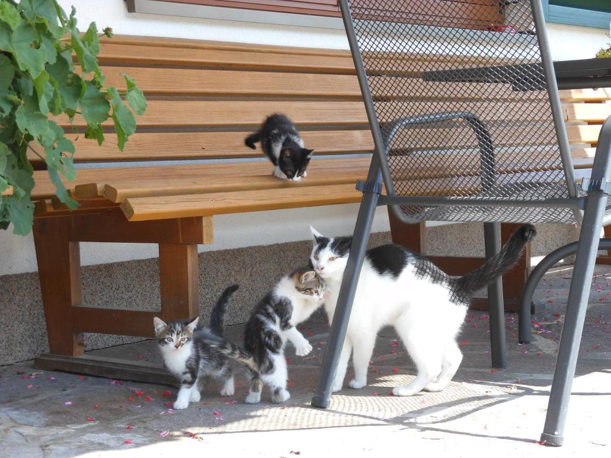 Schneiderbauer Bed & Breakfast Waidring Dış mekan fotoğraf